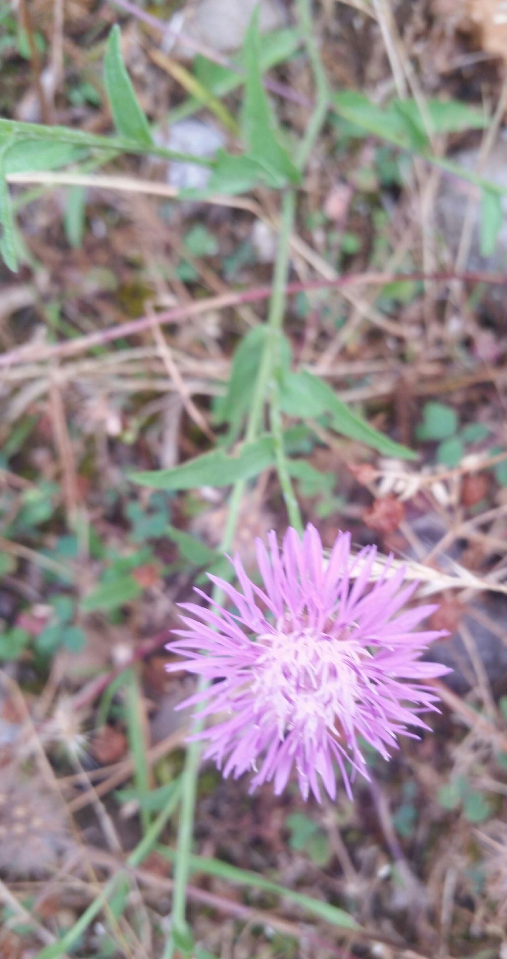 Centaurea scabiosa?